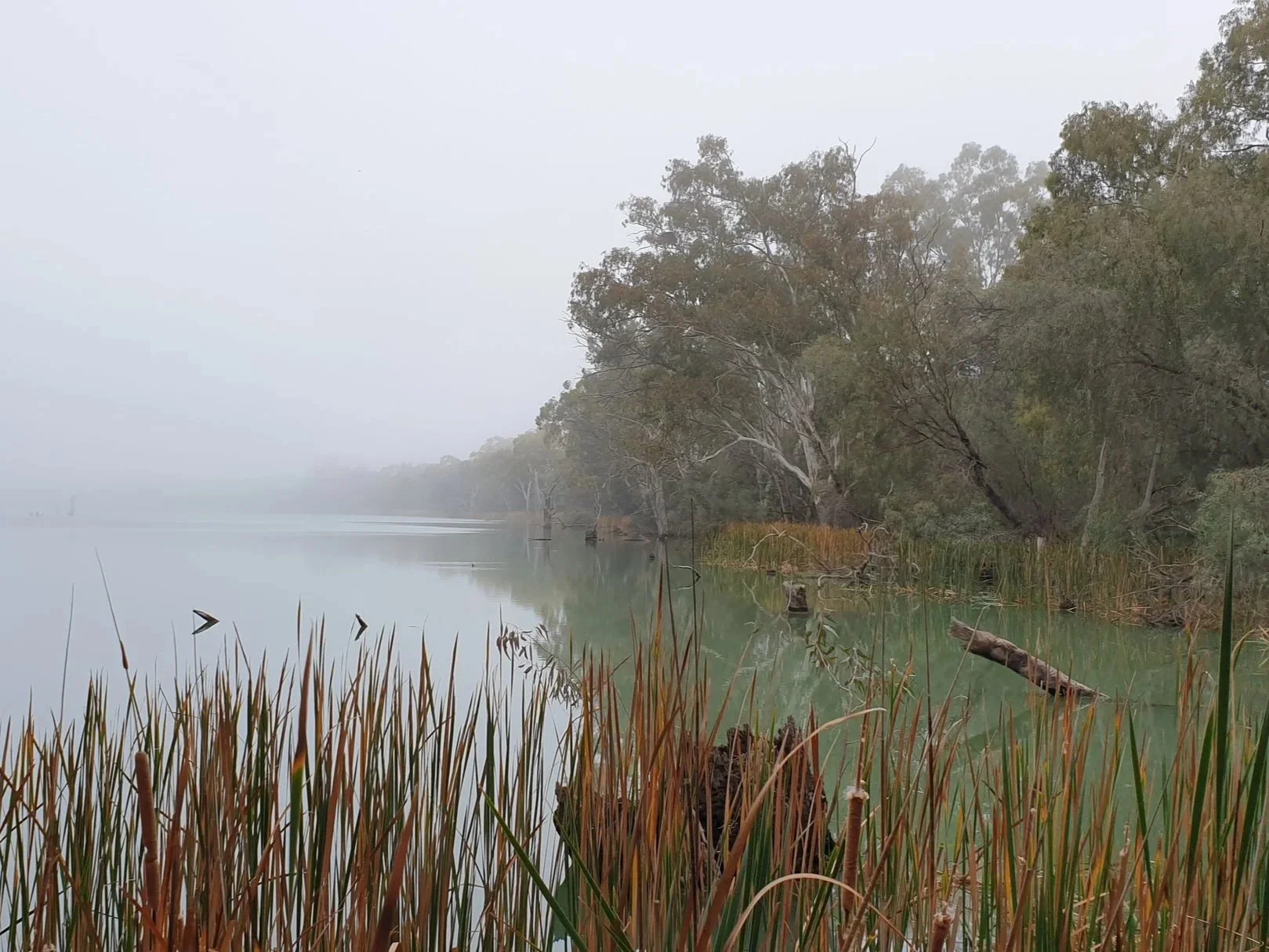 foggy+morning+kings.jpg