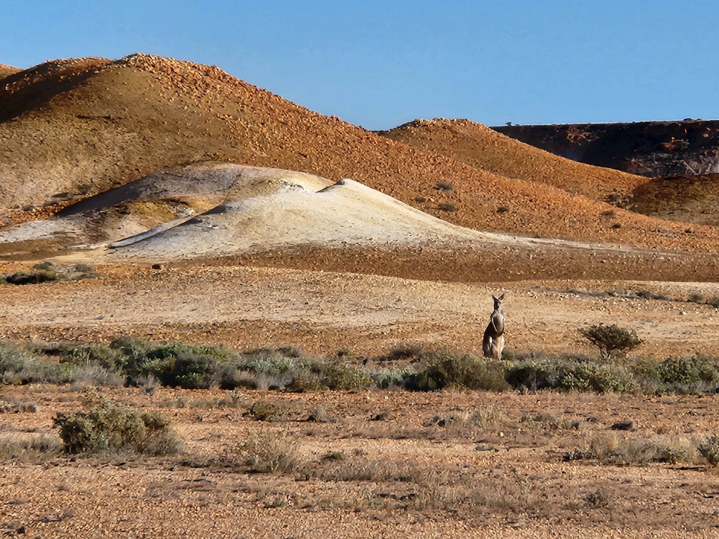 kangaroo breakaways.jpg