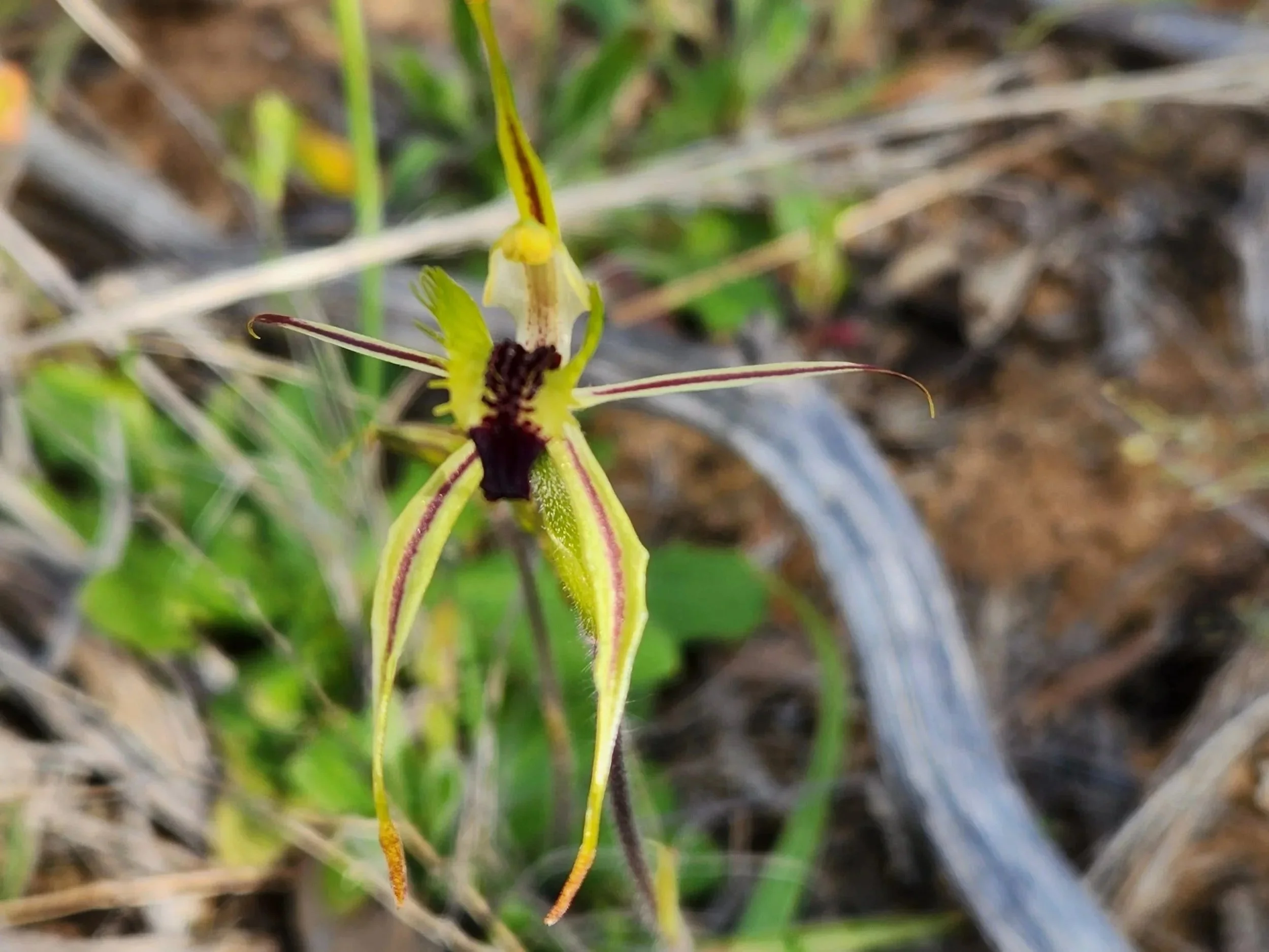 Close-up of a delicate orchid flower with yellow and dark maroon markings, set against a blurred natural background.
