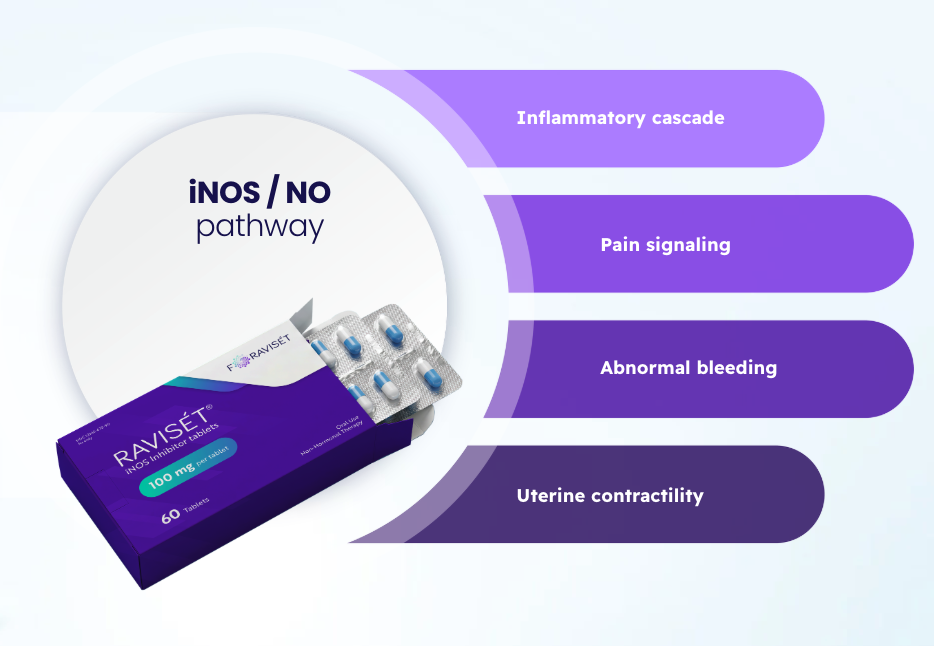 A box of RAYSET medication with pills outside the packaging. The infographic highlights that the medication inhibits the iNOS pathway and is used to treat conditions involving inflammatory cascade, pain signaling, abnormal bleeding, and uterine contractility.