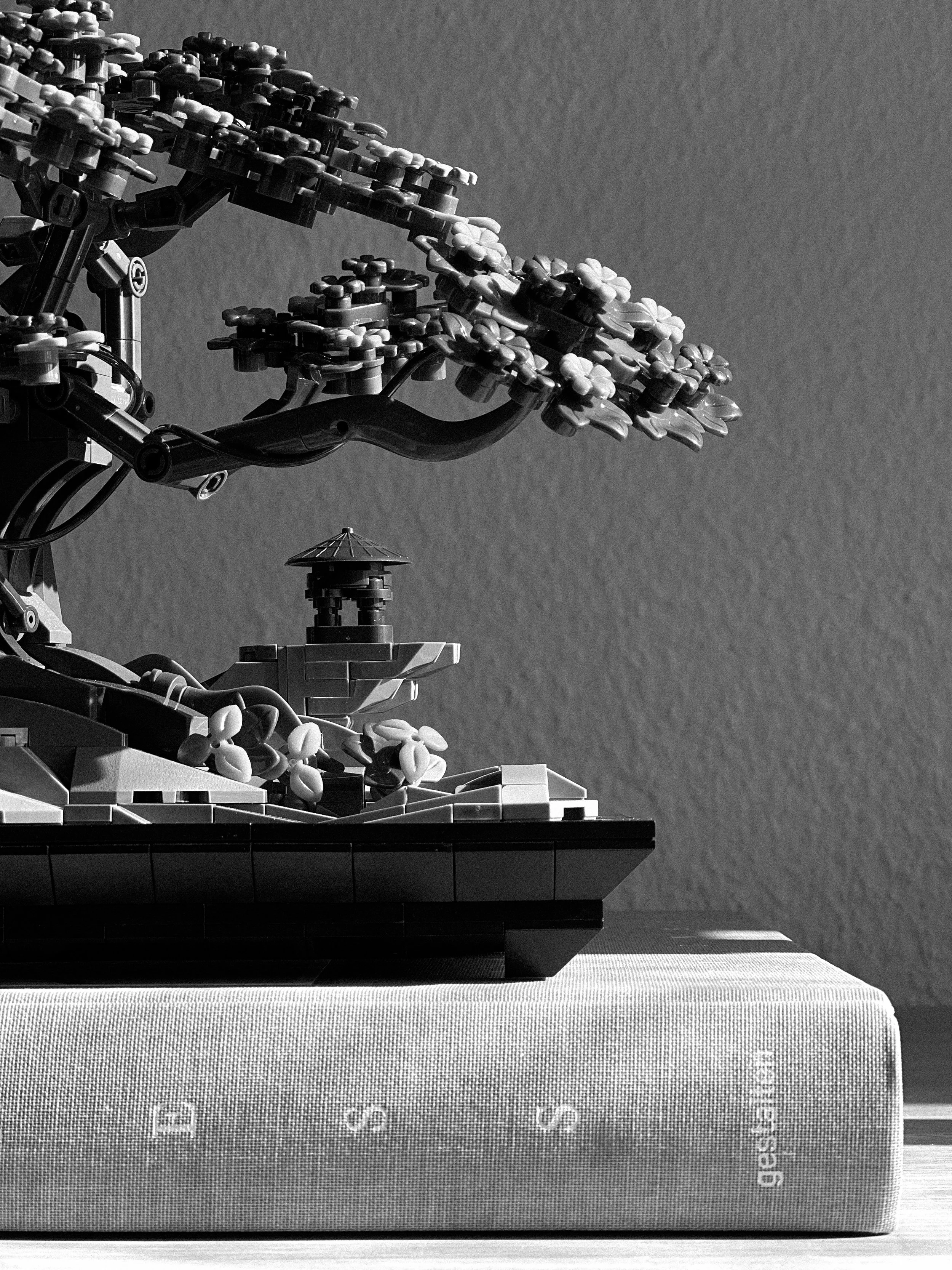Chan Bonsai Tree