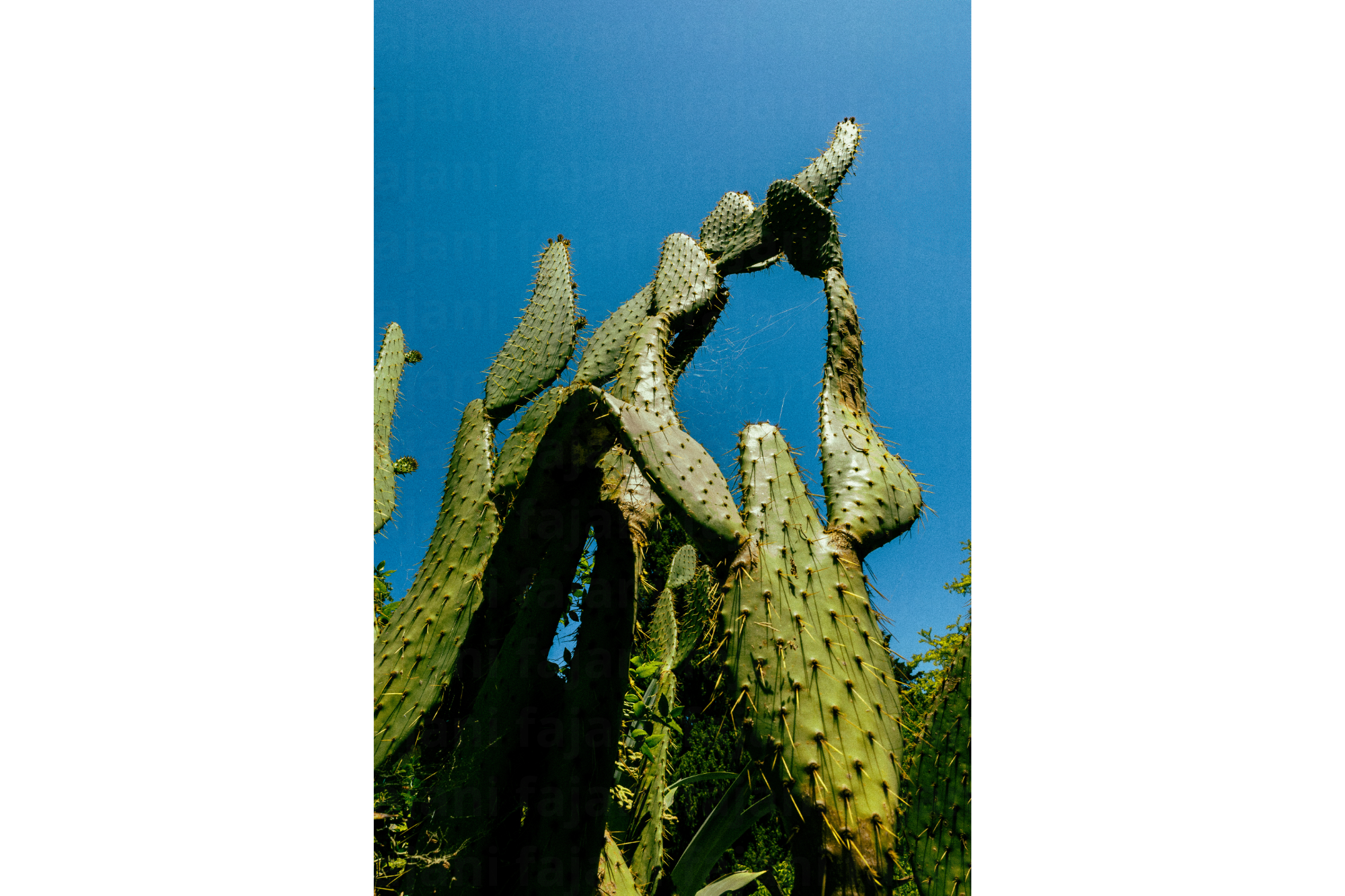 CACTUS