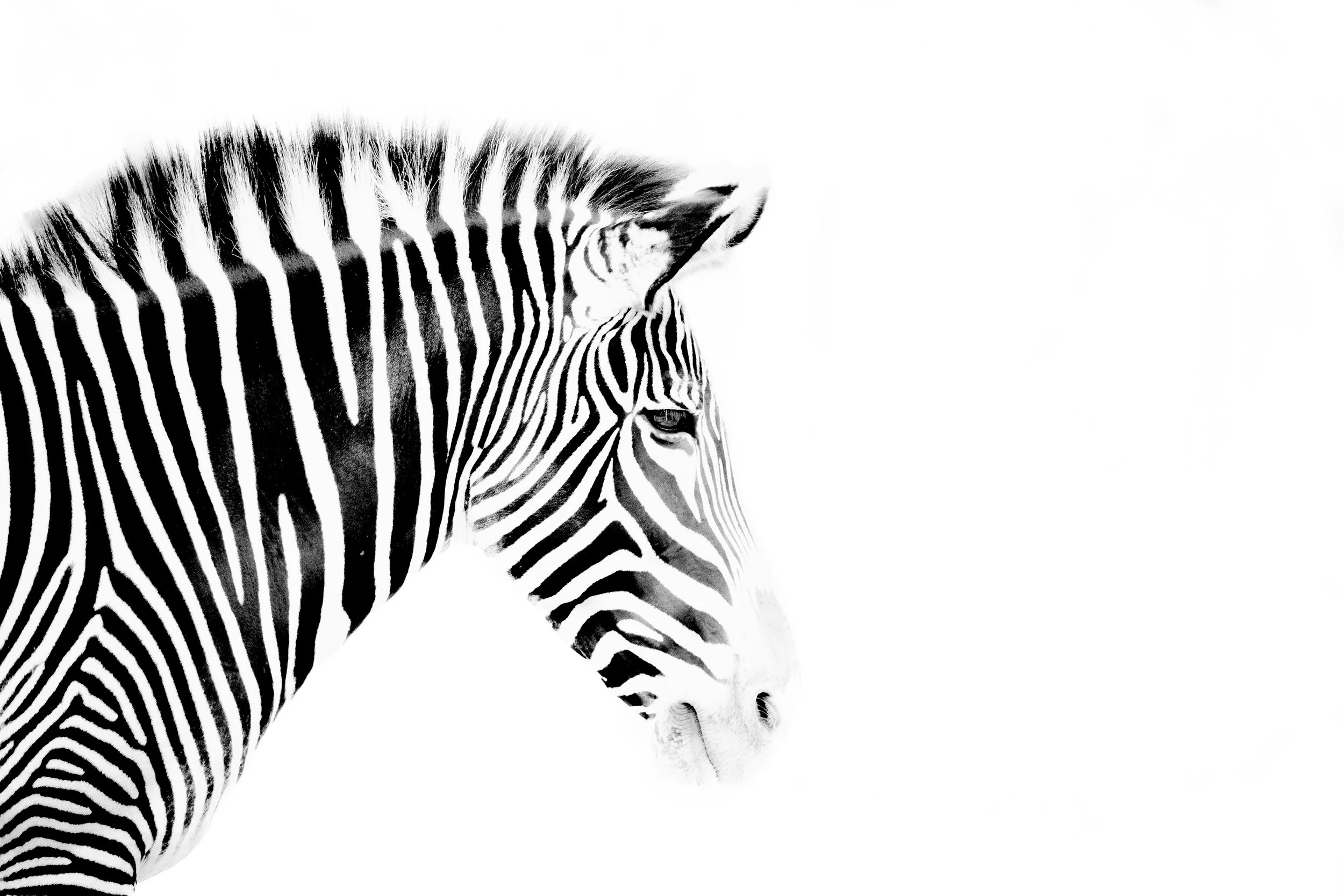 Un zèbre en noir et blanc avec un fond blanc. Focus sur la tête et le cou du zèbre, montrant ses rayures distinctives.