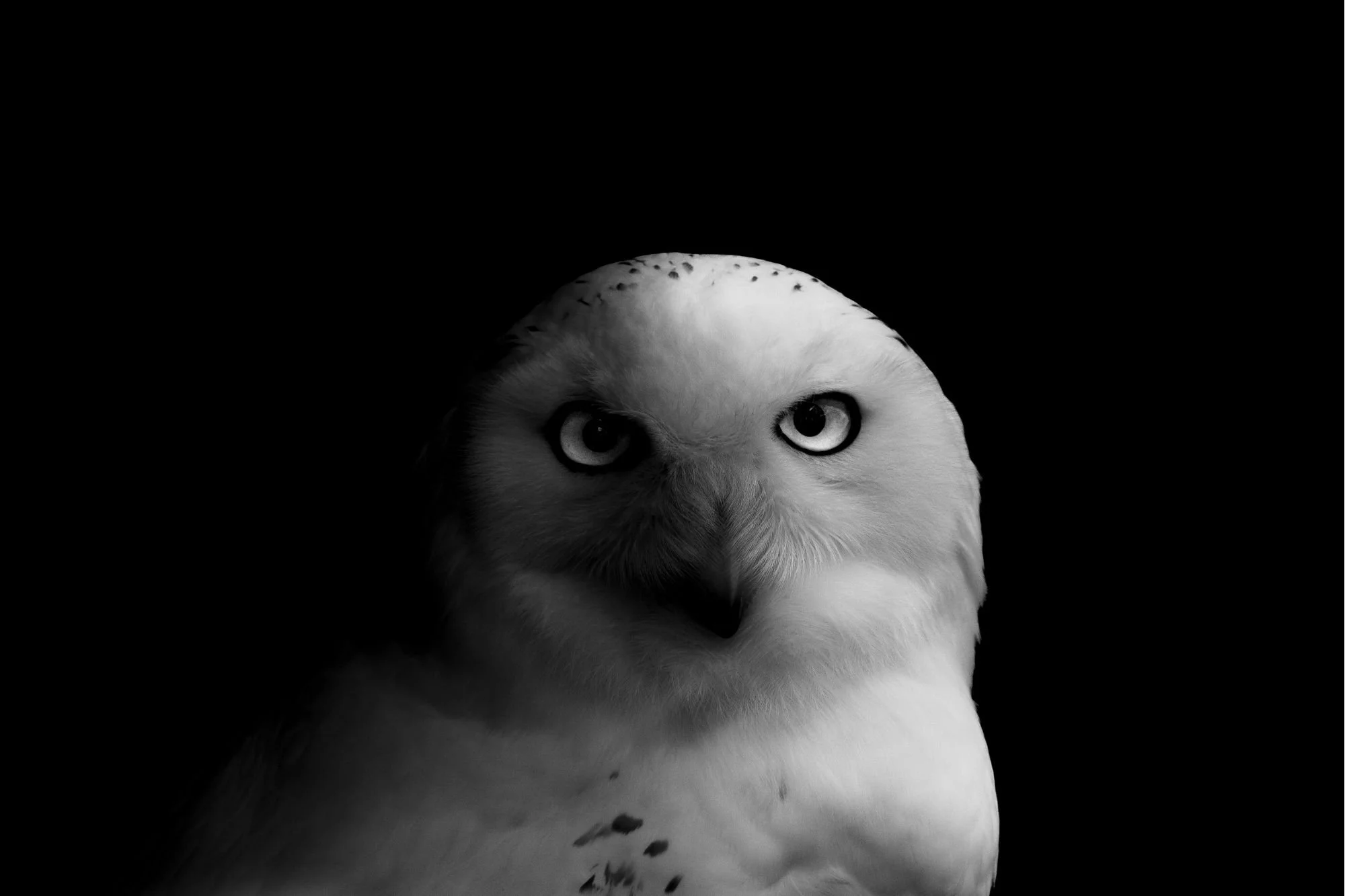 Un hibou blanc avec des yeux grands et sombres, regardant vers l'avant, sur un fond noir.
