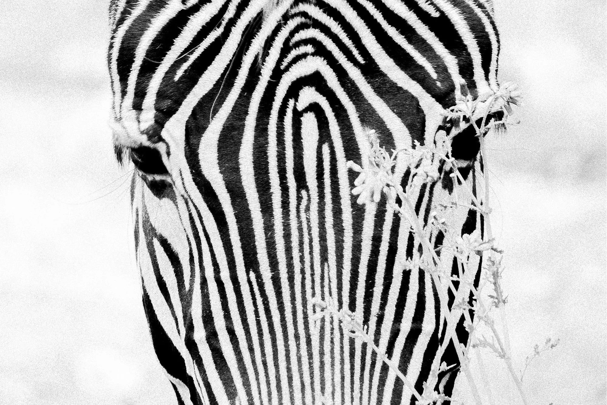 Un zèbre noir et blanc avec des fleurs à côté de sa tête.