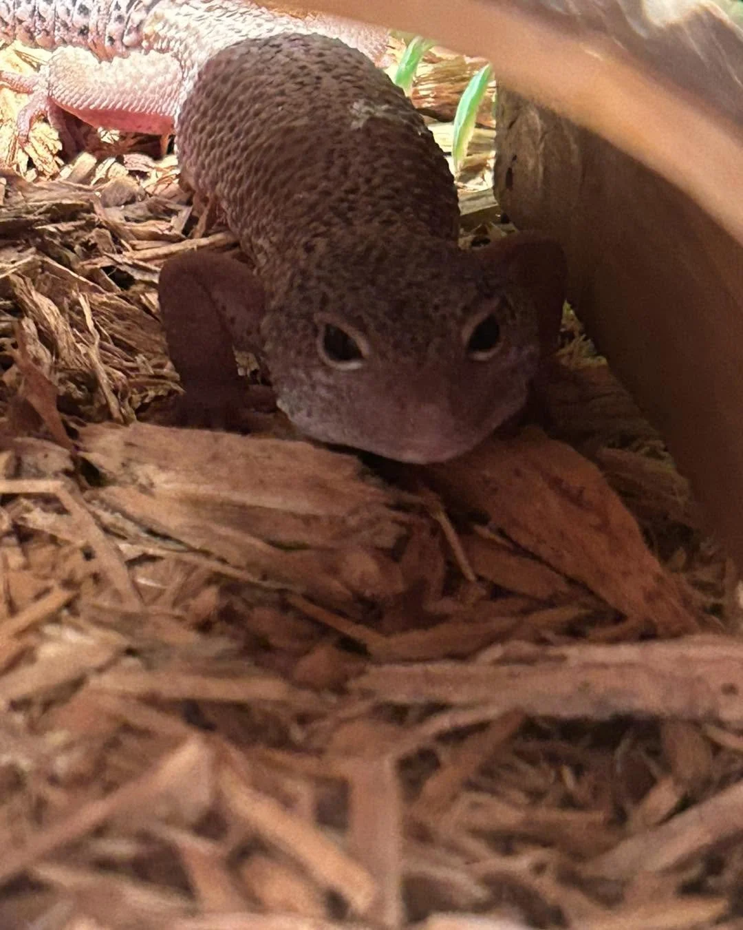 A close-up of a small brown gecko on a bed of wood chips, with its head facing forward and its tail curled around its body.
