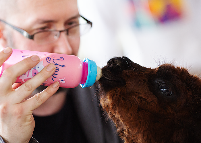 Person feeding a young animal with a baby bottle.