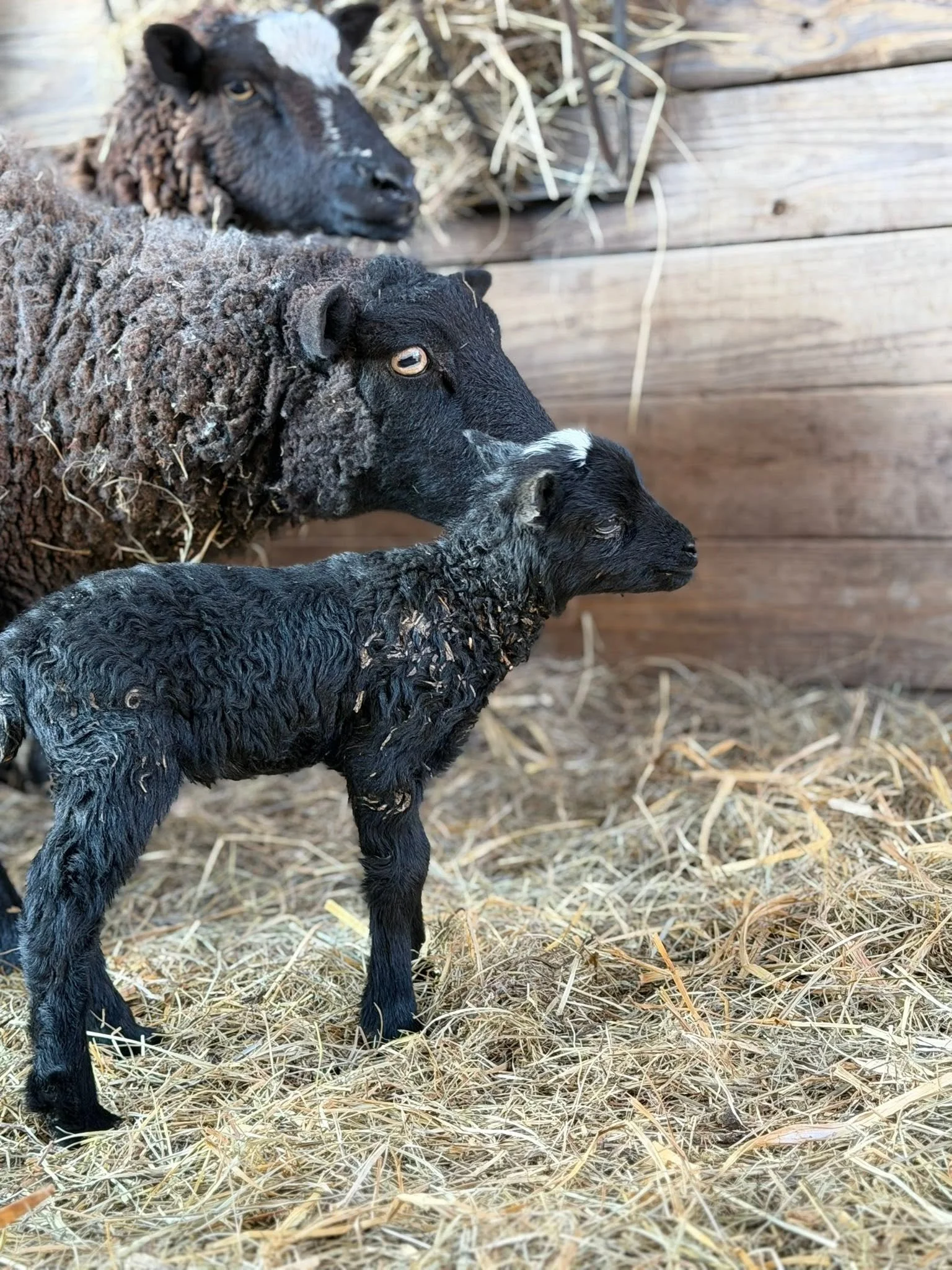 A black lamb and two black lambs with white markings on their faces standing on hay in a barn with wood walls and hay in the background.