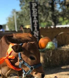 Small brown and white dog wearing an orange bandana, with pumpkins in the background.