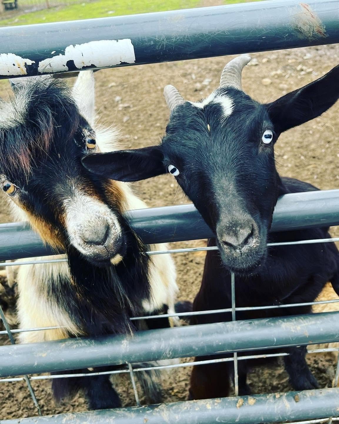 Two goats, one with black and white fur and the other solid black, leaning over a metal fence and looking at the camera.
