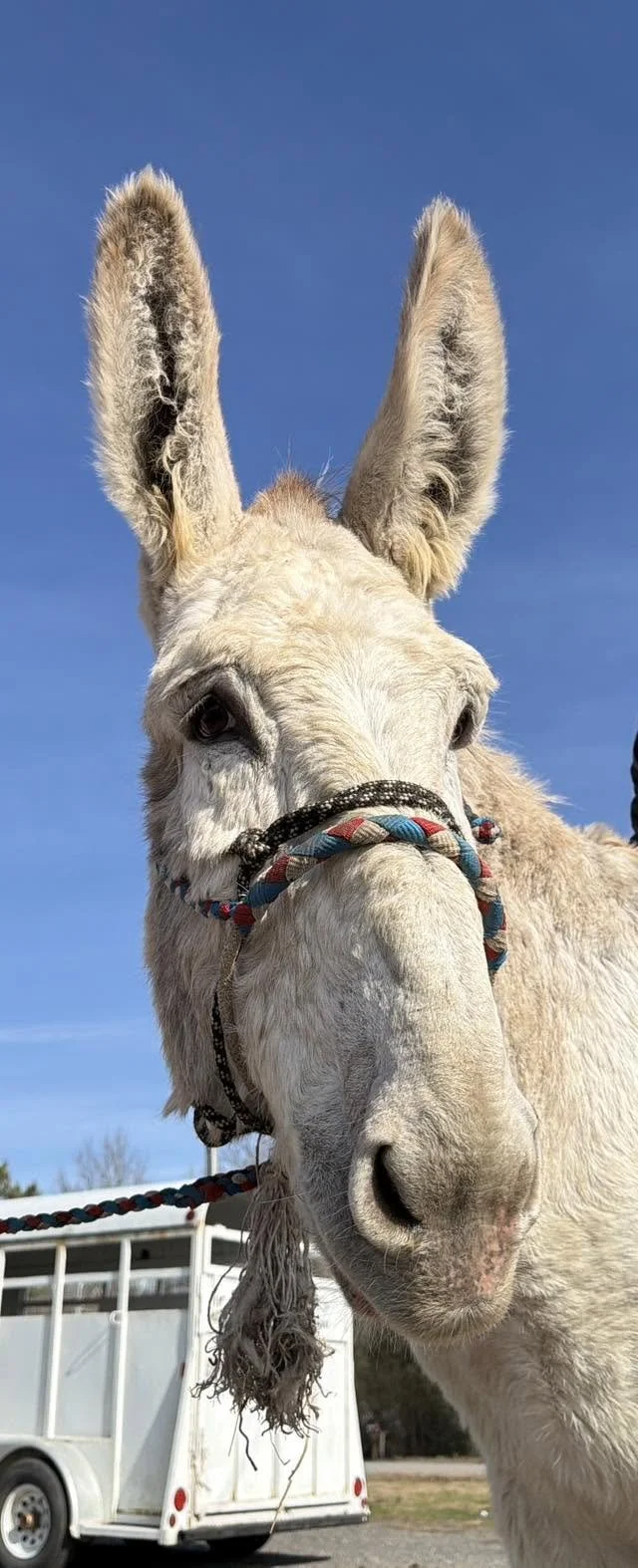Close-up of a white donkey wearing a colorful halter against a blue sky.
