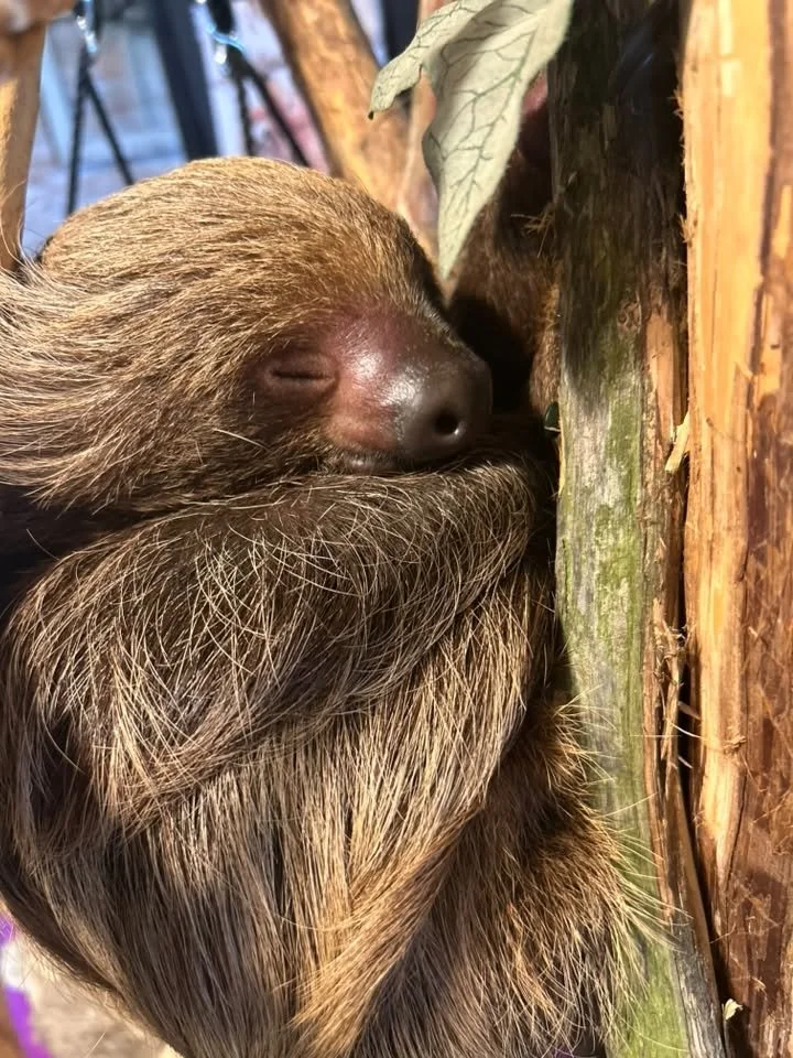 A sleeping sloth hugging a tree trunk, with its eyes closed and face resting against the wood.