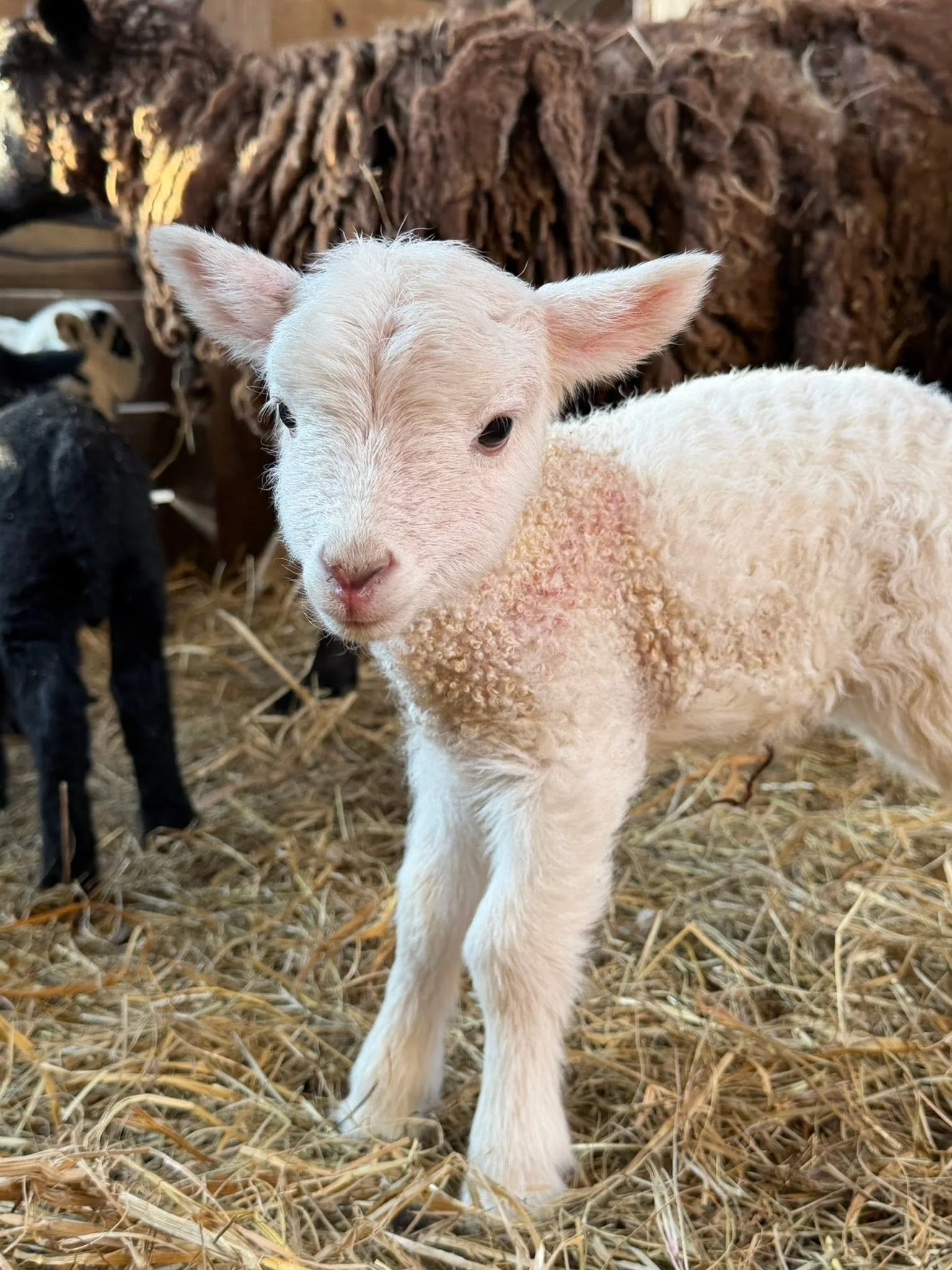 Close-up of a young lamb with white fleece and pinkish ears, standing on a bed of hay with a mixture of other black and white lambs in the background.