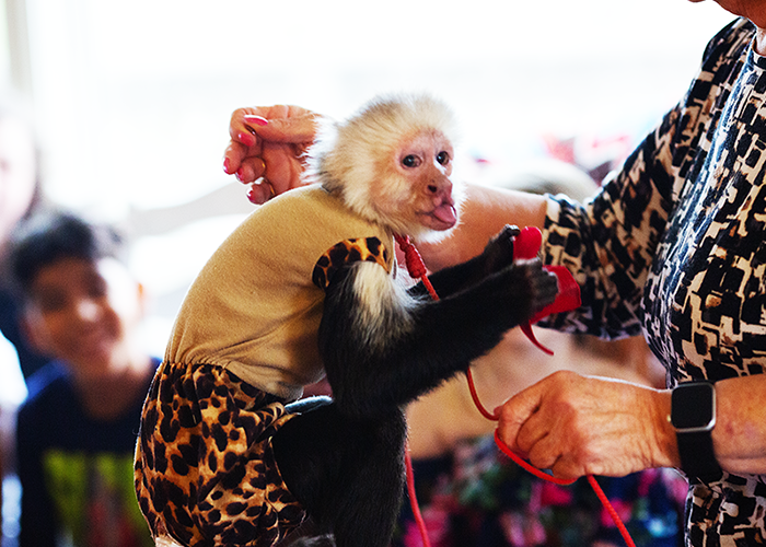 A capuchin monkey wearing a beige and leopard print outfit with a red leash is being held by a person. The monkey is licking its lips while looking towards the camera. Other people are blurred in the background.