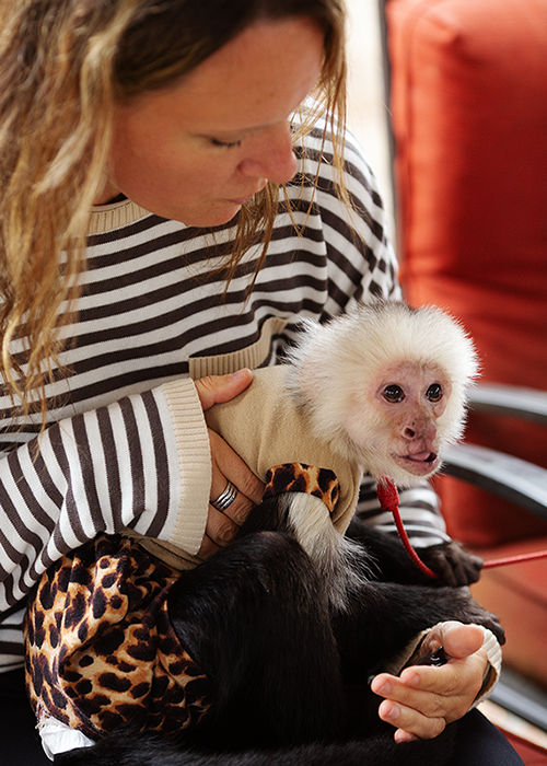 Woman holding a capuchin monkey dressed in animal print clothing, sitting on her lap.