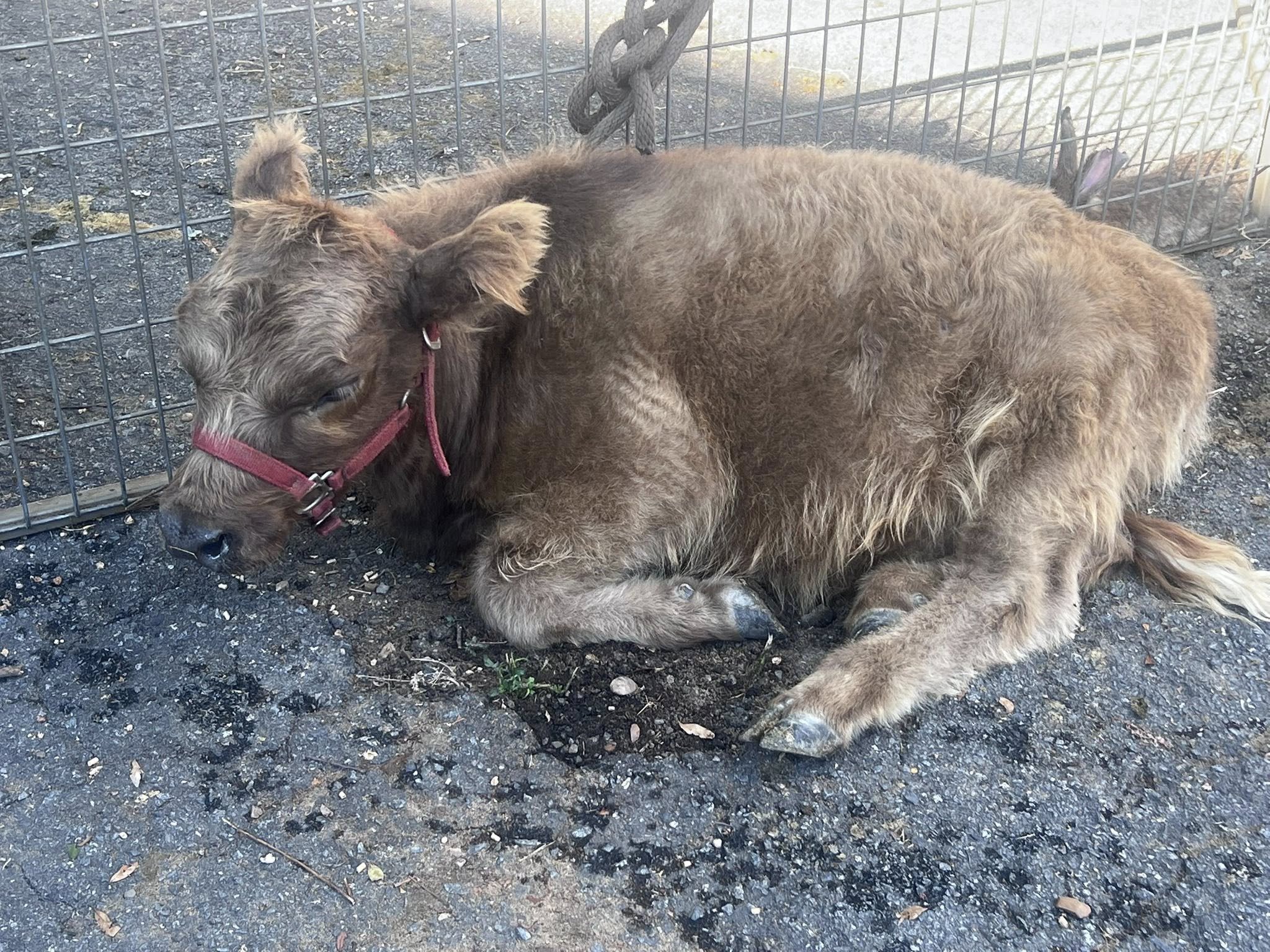 A brown dog with a red collar lying next to a large brown dog inside a metal fenced enclosure, with the smaller dog resting its head on the larger dog.