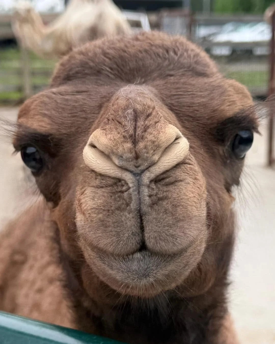 Close-up of a camel's face, showing its nose, mouth, and eyes.