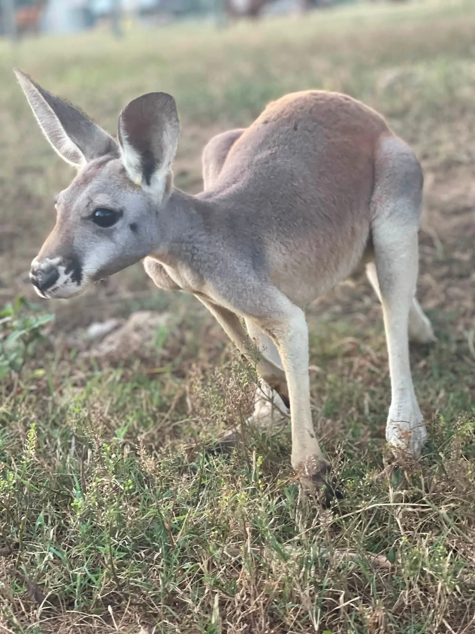 A young deer standing on grass with a blurred outdoor background.