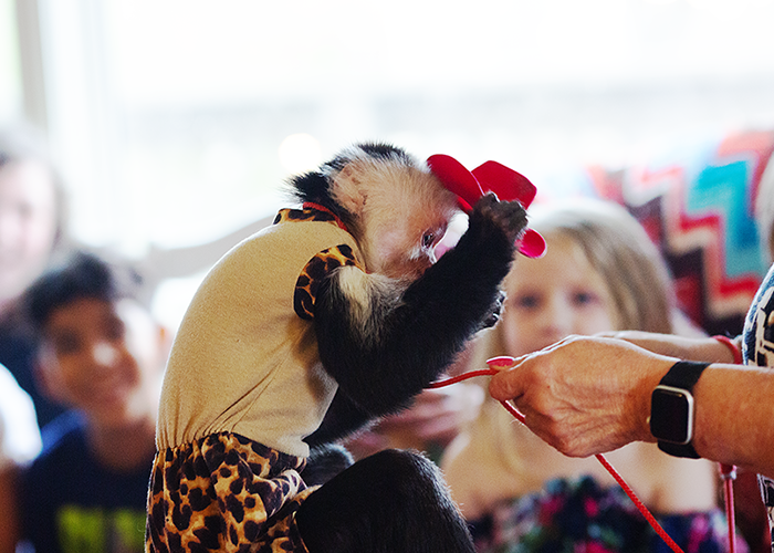 A baby capuchin monkey wearing a yellow outfit with leopard print on the bottom, playing with an adult's fingers holding a red toy or object, in front of children and a bright background.