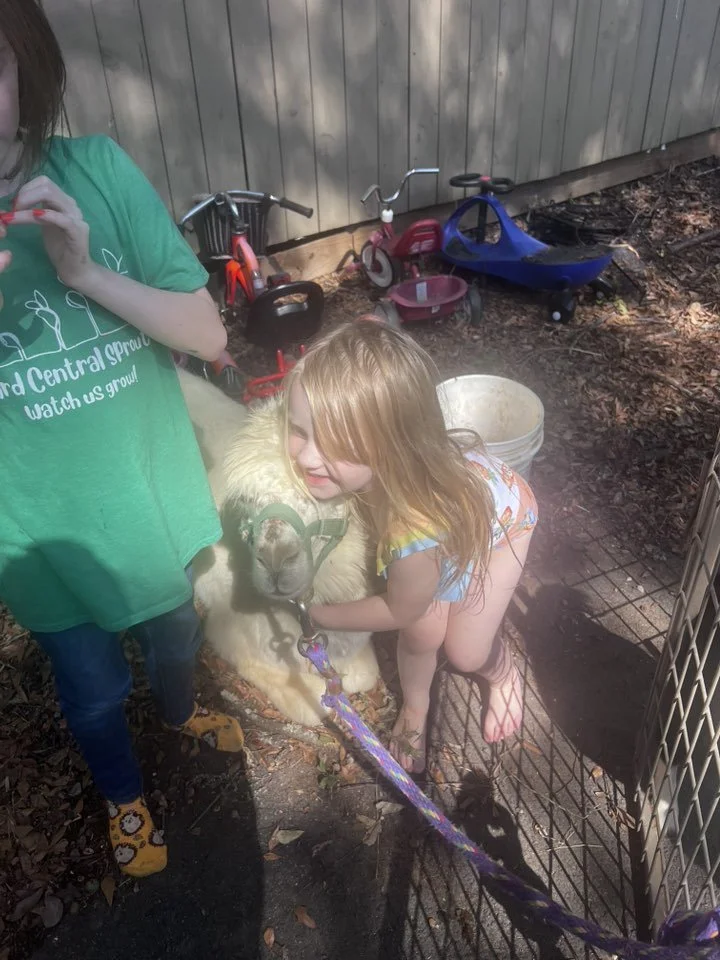 A young girl with wet red hair hugging a sheep outside, with scooters, a bucket, and toys in the background.