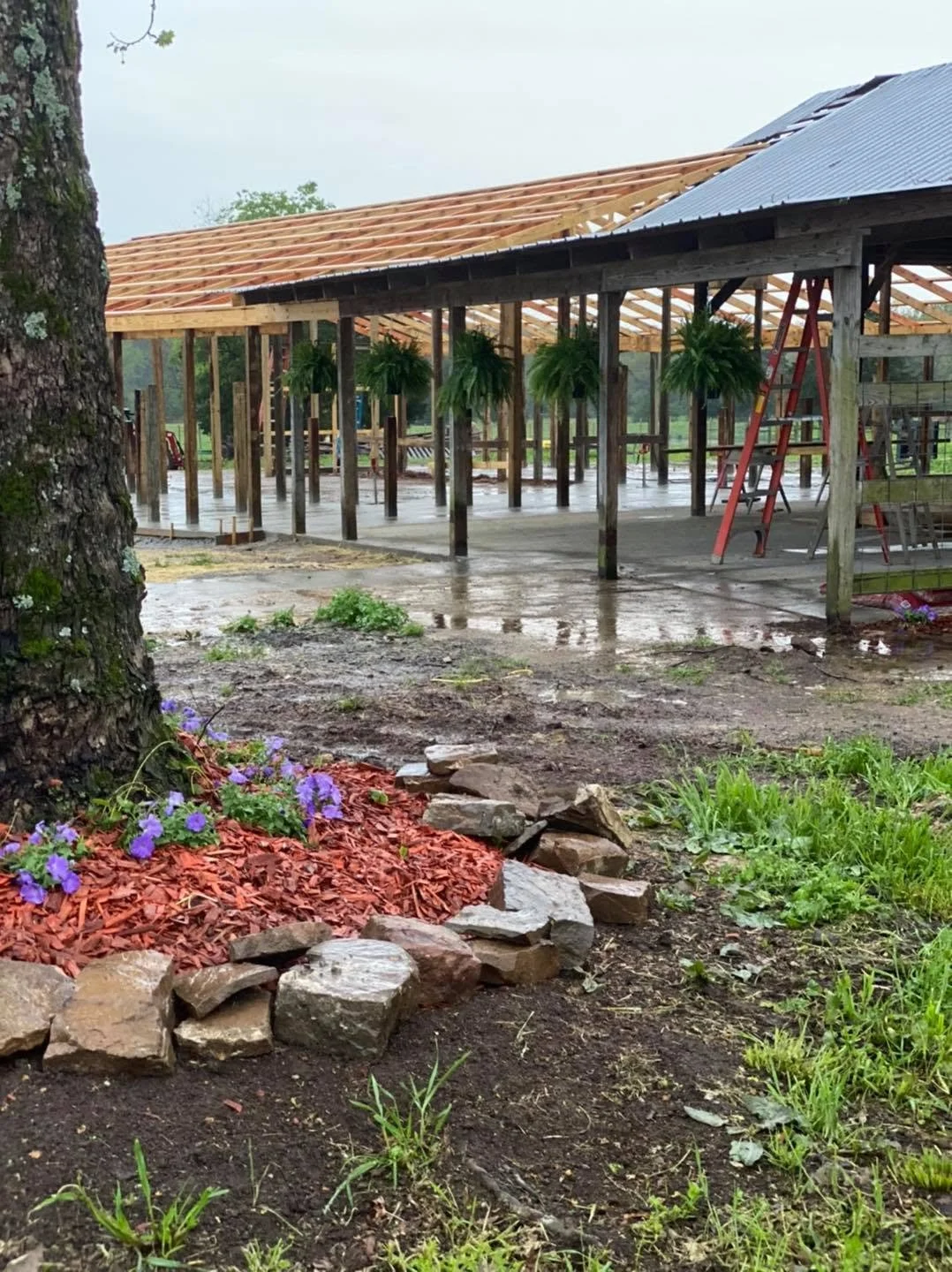 Under construction wooden pavilion with hanging green plants, ladder, and rain-soaked concrete ground, surrounded by flower bed with purple flowers and rocks.