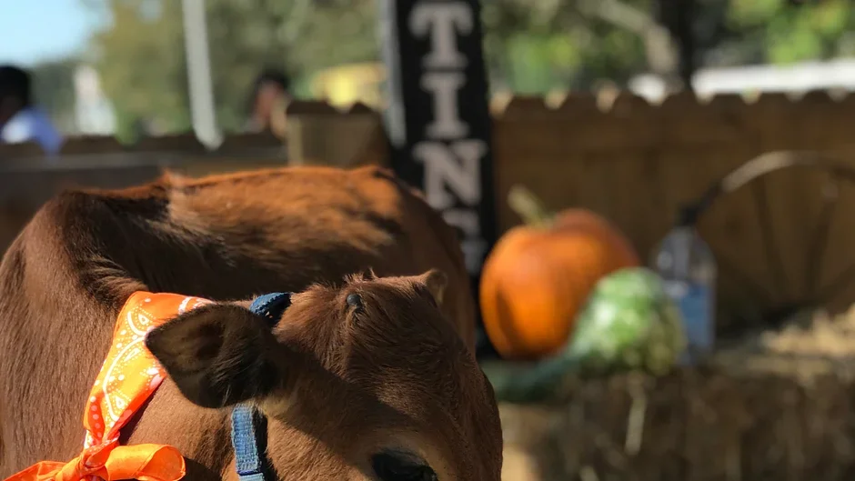 A close-up of a brown calf wearing a blue collar and an orange bandana, with a pumpkin and a green gourd in the blurred background at a pumpkin patch.
