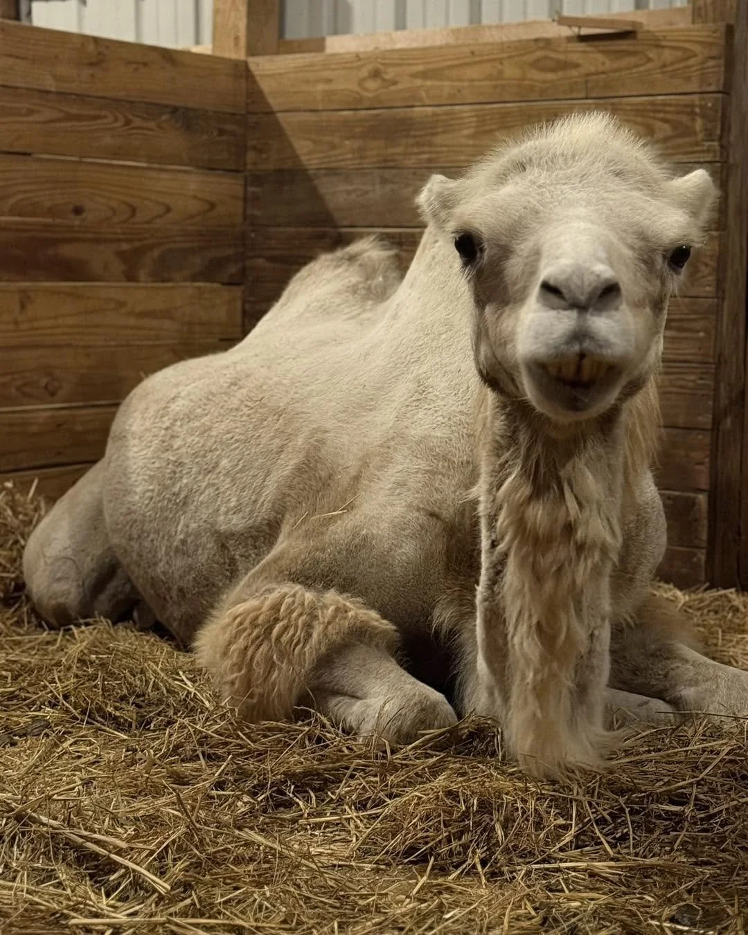 A contraption that looks like a camel with the face of a dog in a wooden enclosure with straw on the ground.