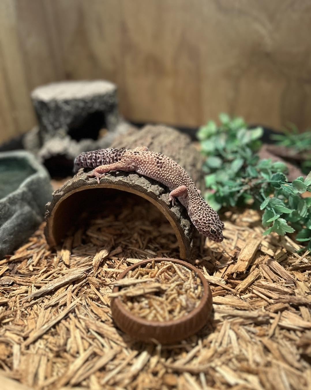 A small leopard gecko on a wooden hide, with a small dish of mealworms in front, in a terrarium with wood chips, rocks, a log, and green plastic plants.