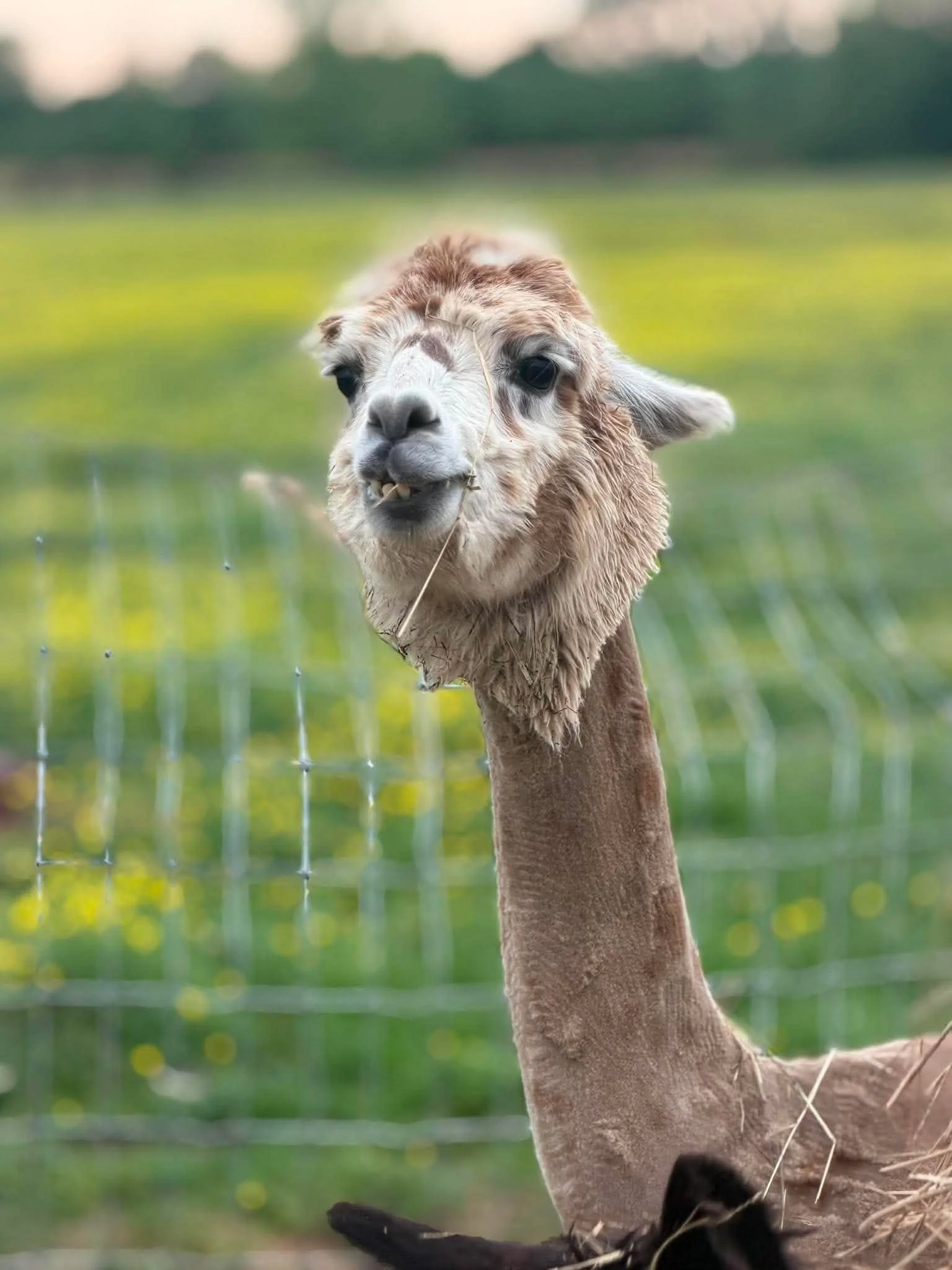 A close-up of a light brown alpaca with a white face, standing outdoors in a grassy area with blurred greenery in the background.