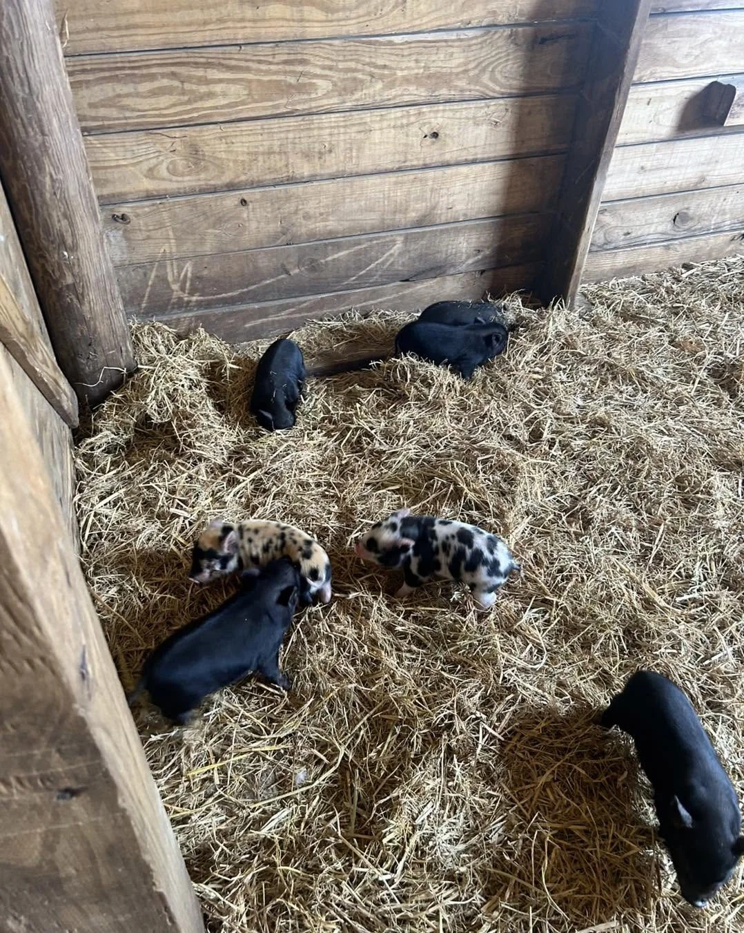 Several black and spotted piglets in a straw bedding inside a wooden pigpen.