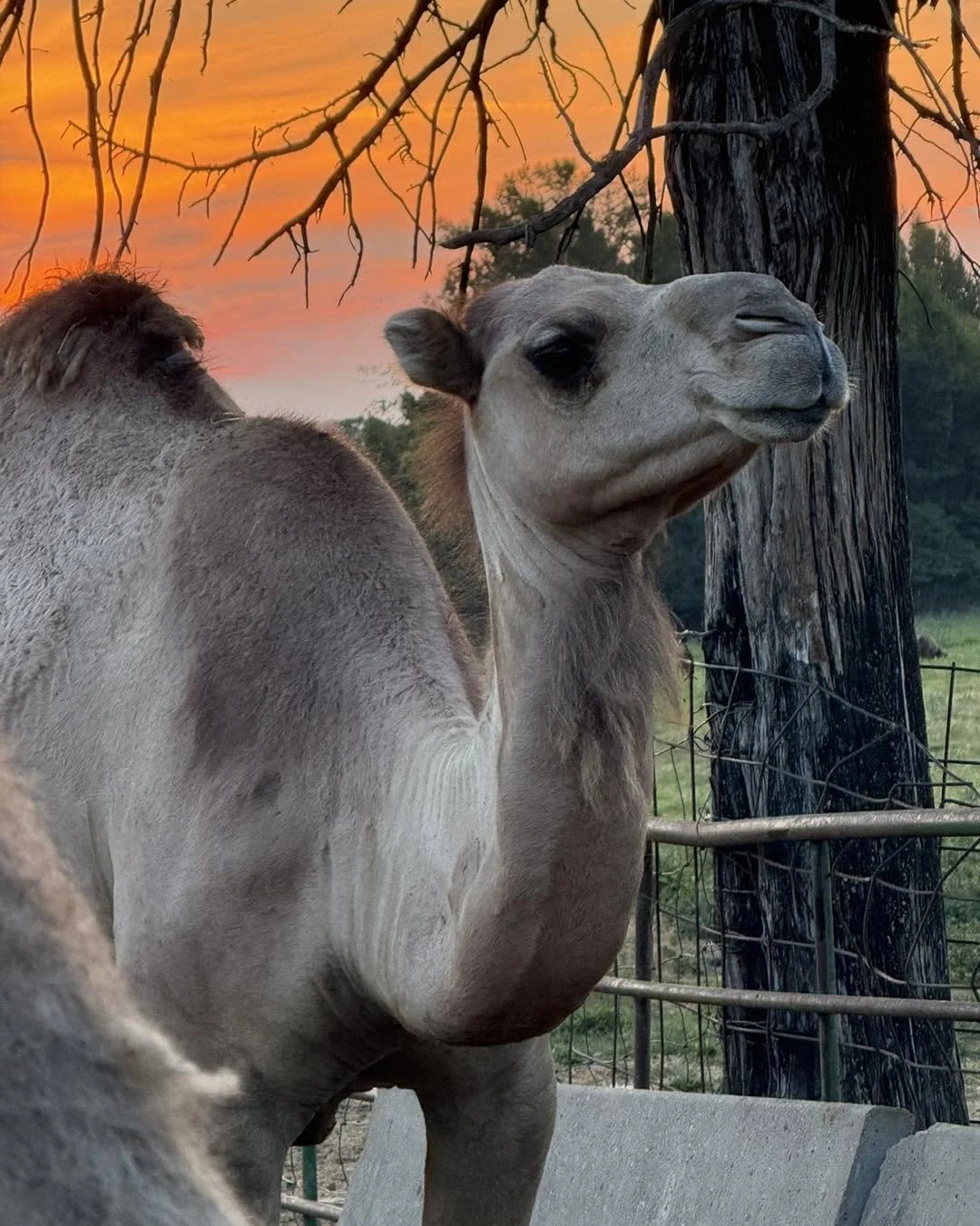 A camel standing outdoors near a tree, with a sunset sky in the background.
