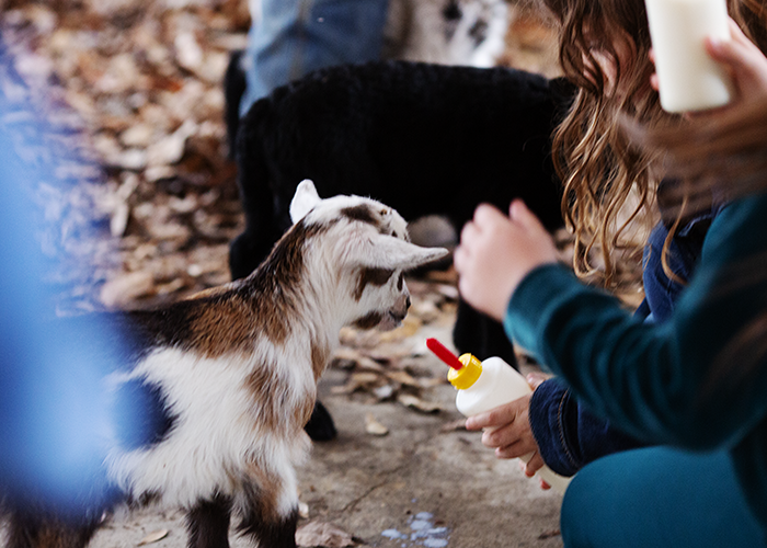 Child feeding a goat with a bottle in a farm setting.