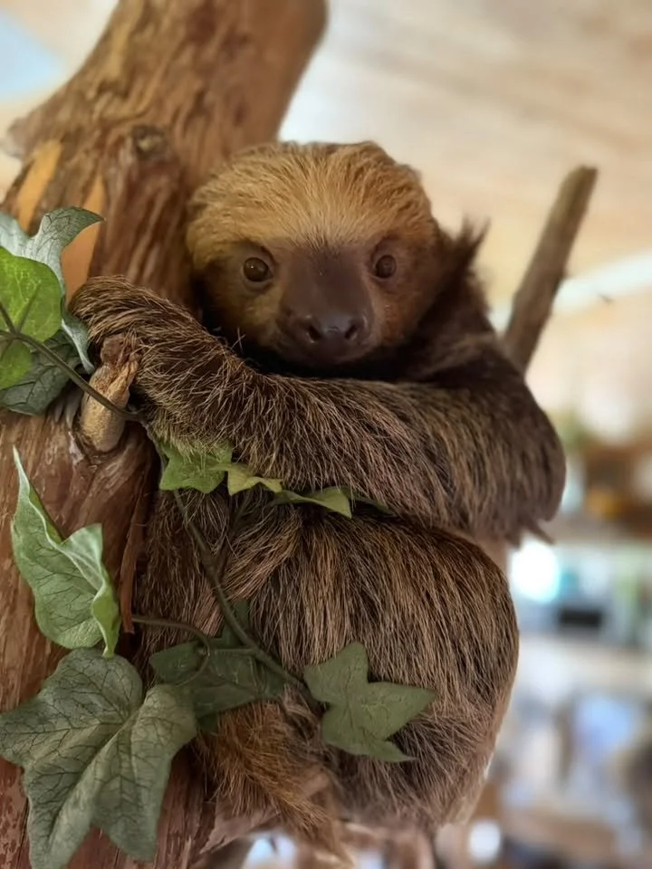 Close-up of a baby sloth hanging onto a tree branch with green leaves.