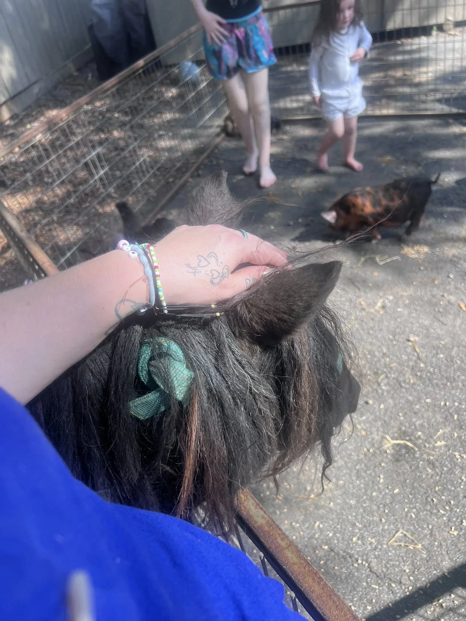 A person with a tattoo, wearing colorful bracelets and a blue sleeve, taking a photo of a small pig with black and brown fur, and two young girls in casual clothes observing the pig, all outdoors near a wooden fence.