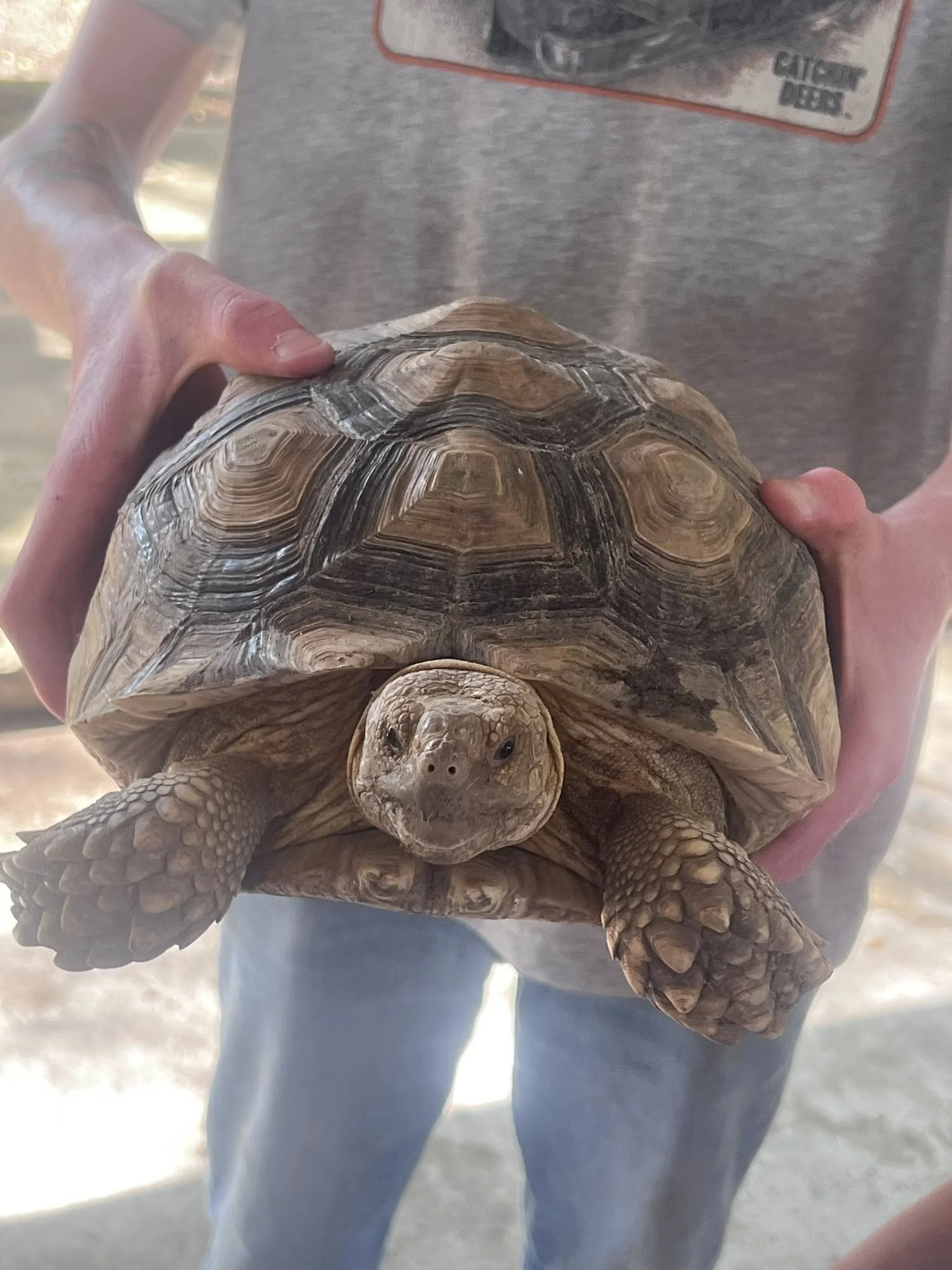 A person holding a large tortoise with a domed shell and textured legs. The person is wearing a gray T-shirt and has visible tattoos on their arm.