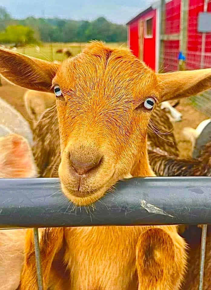Close-up of a curious brown goat with blue eyes standing behind a black fence on a farm.
