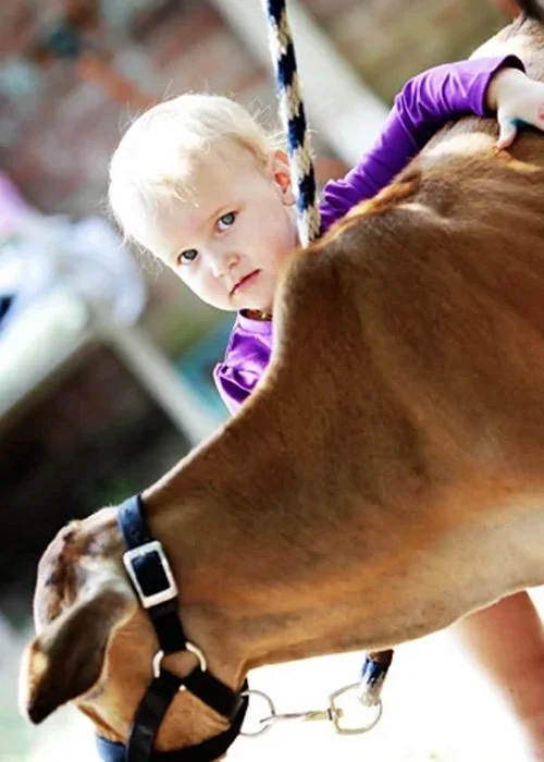 Young girl with blond hair and purple shirt hugging a brown cow outside