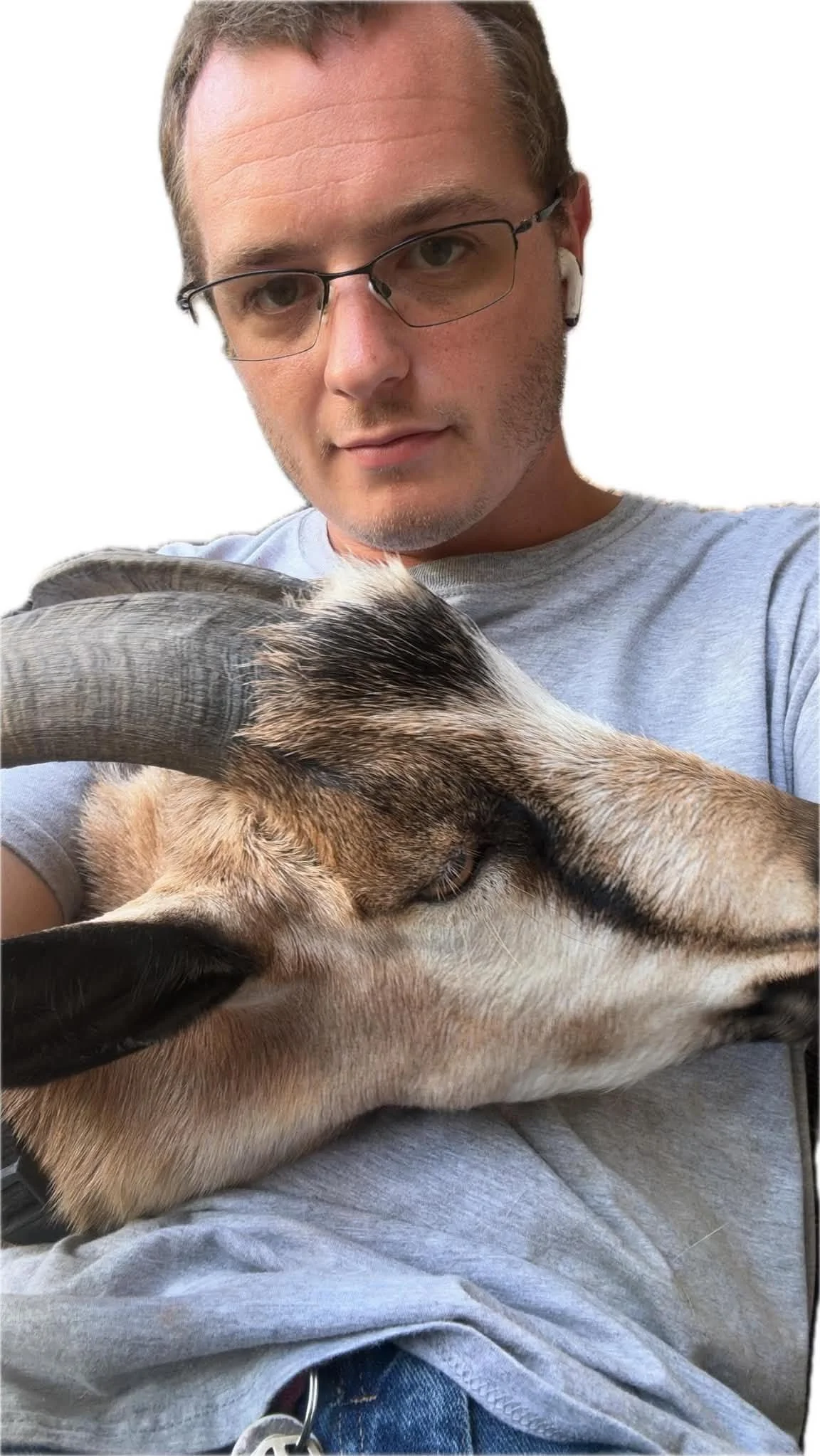 A person with glasses and earbuds wearing a gray shirt holds a large dog with fawn-colored fur and dark markings on its face, while the dog lays on the person's lap.