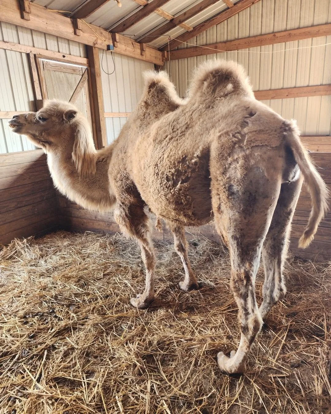 A camel inside a barn with straw on the floor, facing away, showing its hump and back, with a window and wooden walls in the background.