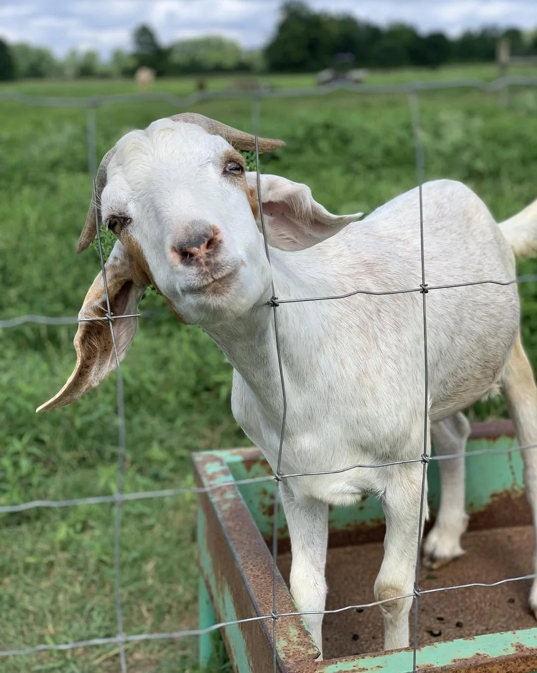 Goat with its head tilted and eyes closed, standing behind a wire fence on a grassy farm.