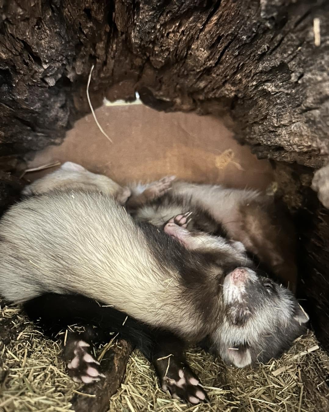 Two baby ferrets sleeping inside a hollow log.
