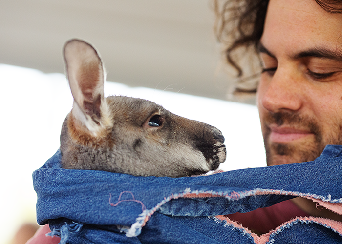 A man holding a young kangaroo in a blue cloth, with the kangaroo looking at him and they are close together.