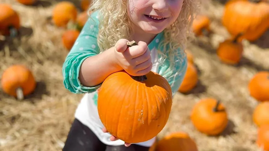 A young girl with curly blonde hair holding a large pumpkin at a pumpkin patch, surrounded by numerous smaller pumpkins on the ground.