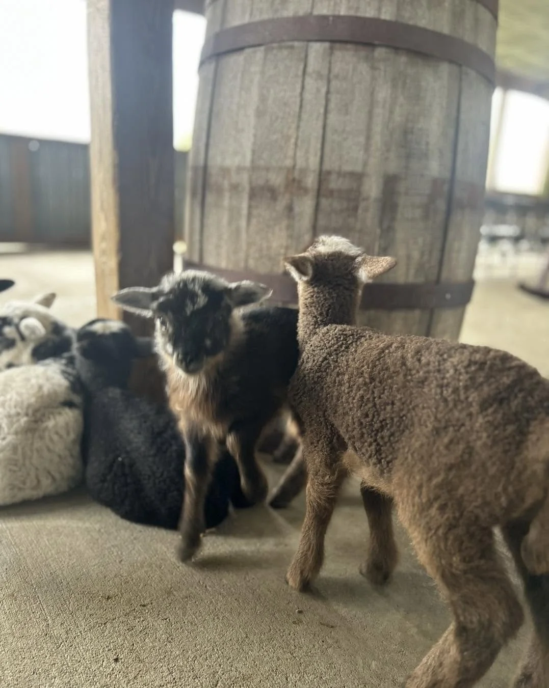 Group of young goats, some lying on the ground and others standing, inside a barn with wooden beams and a large barrel in the background.