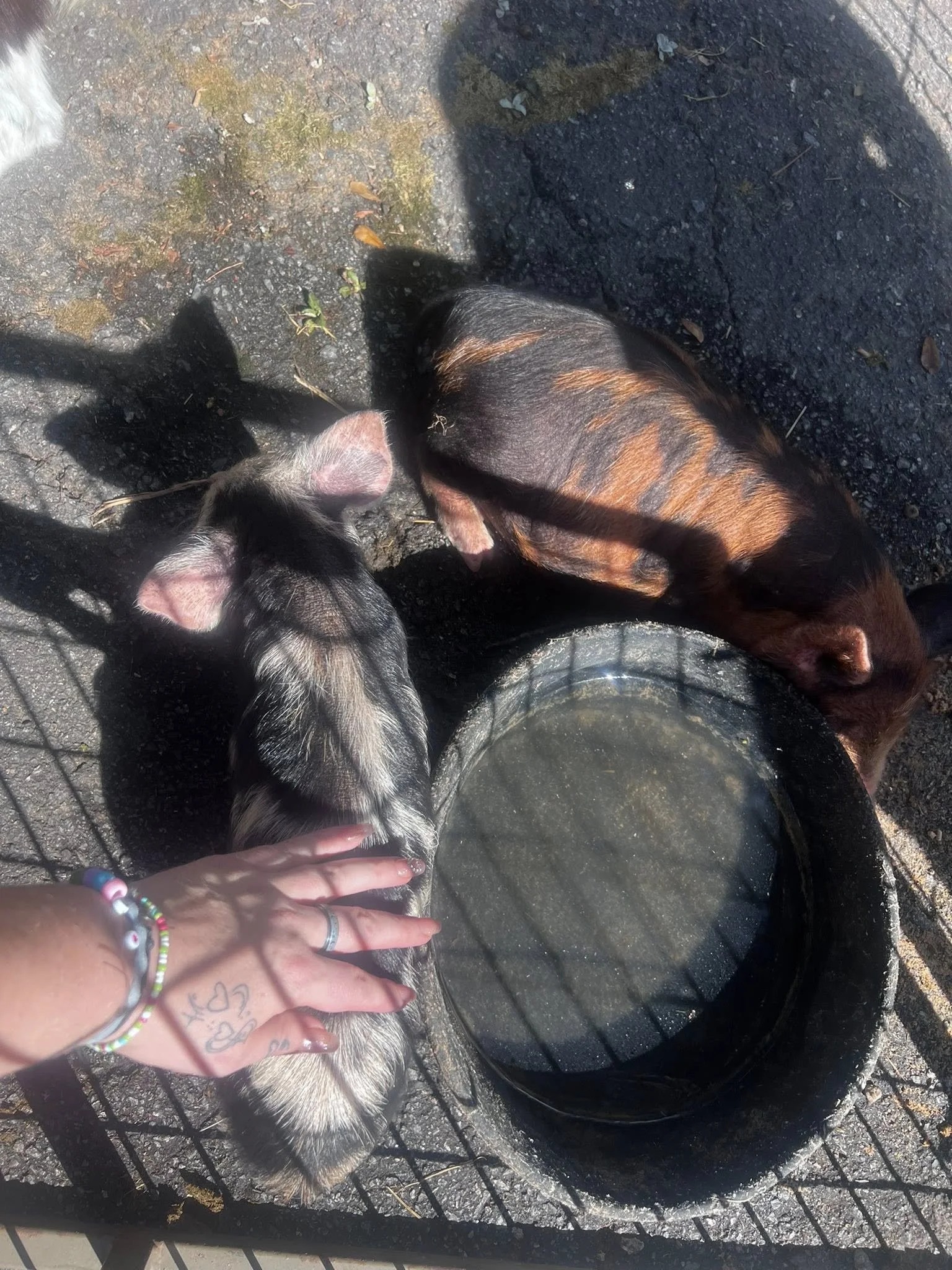 Two puppies, one with black and white fur and the other with brindle fur, drinking water from a black bowl outside on a paved area. A person's hand is gently petting the black and white puppy.