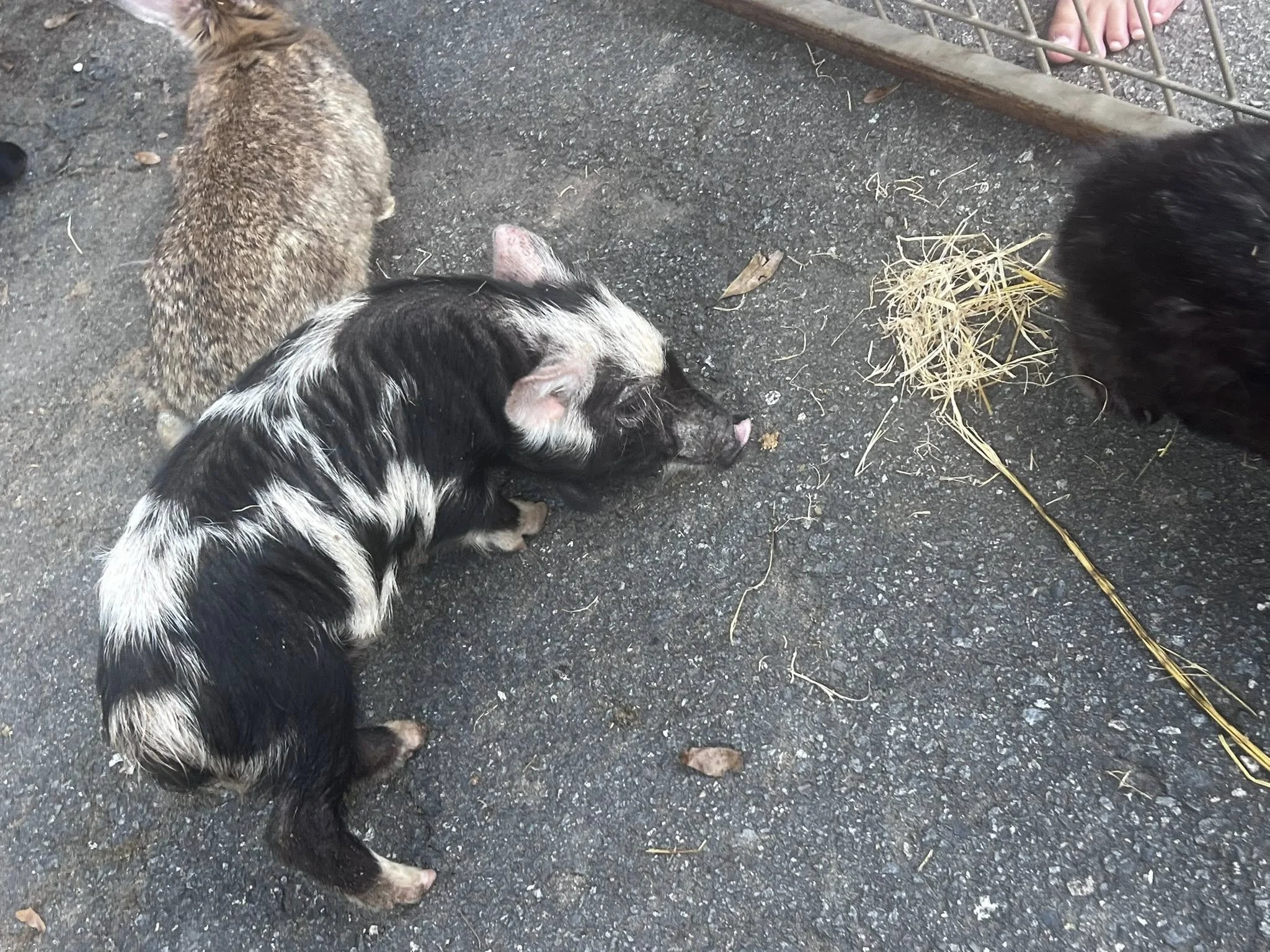A close-up view of a fenced enclosure with three small pigs on a gravel surface. One pig has black and white coloring, another is brown with a speckled pattern, and the third pig is mostly black. There are a pair of feet in sandals visible in the top