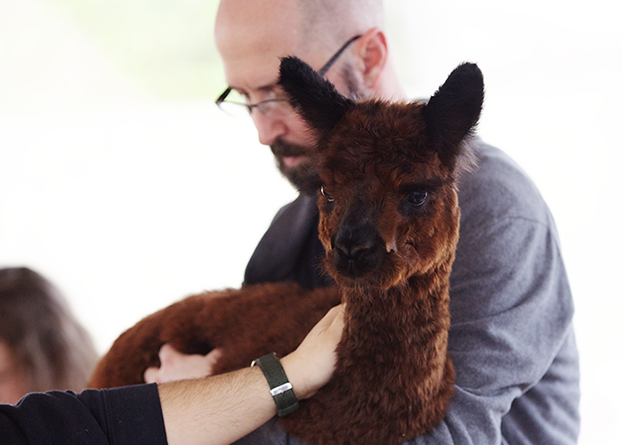 A man holding a brown and black baby llama with one eye closed.