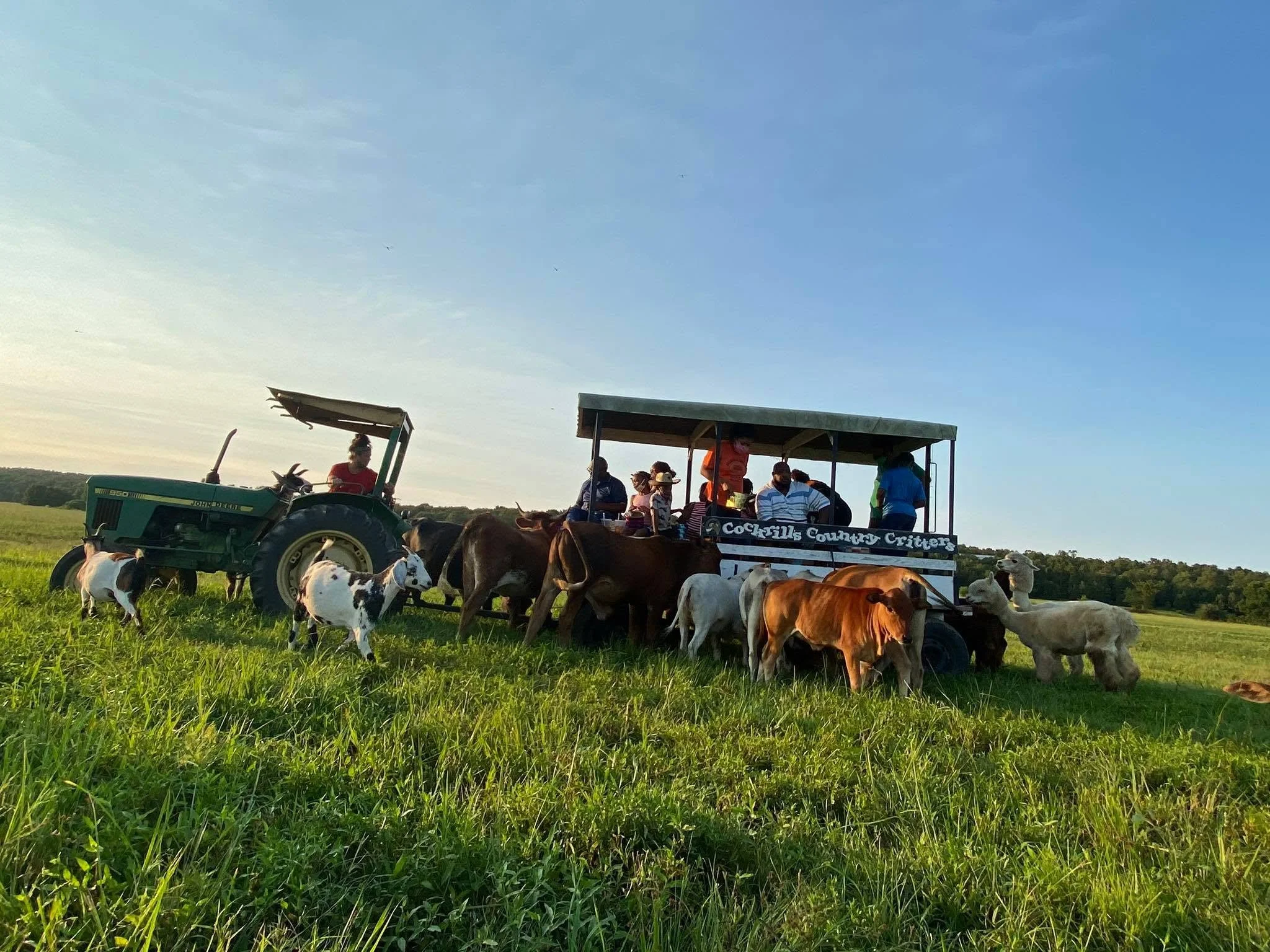 A group of people riding on a covered wagon pulled by a tractor, surrounded by cows grazing in a field, with a clear blue sky above.