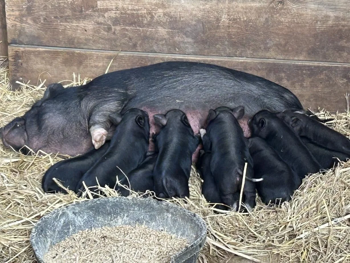 A pig lying on straw bedding with four piglets nursing from her.