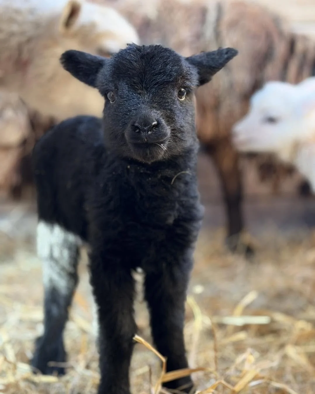 A young black goat standing on hay inside a barn, with other goats in the background.